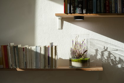 Miniaturwald im Glas mit Lichtspiel