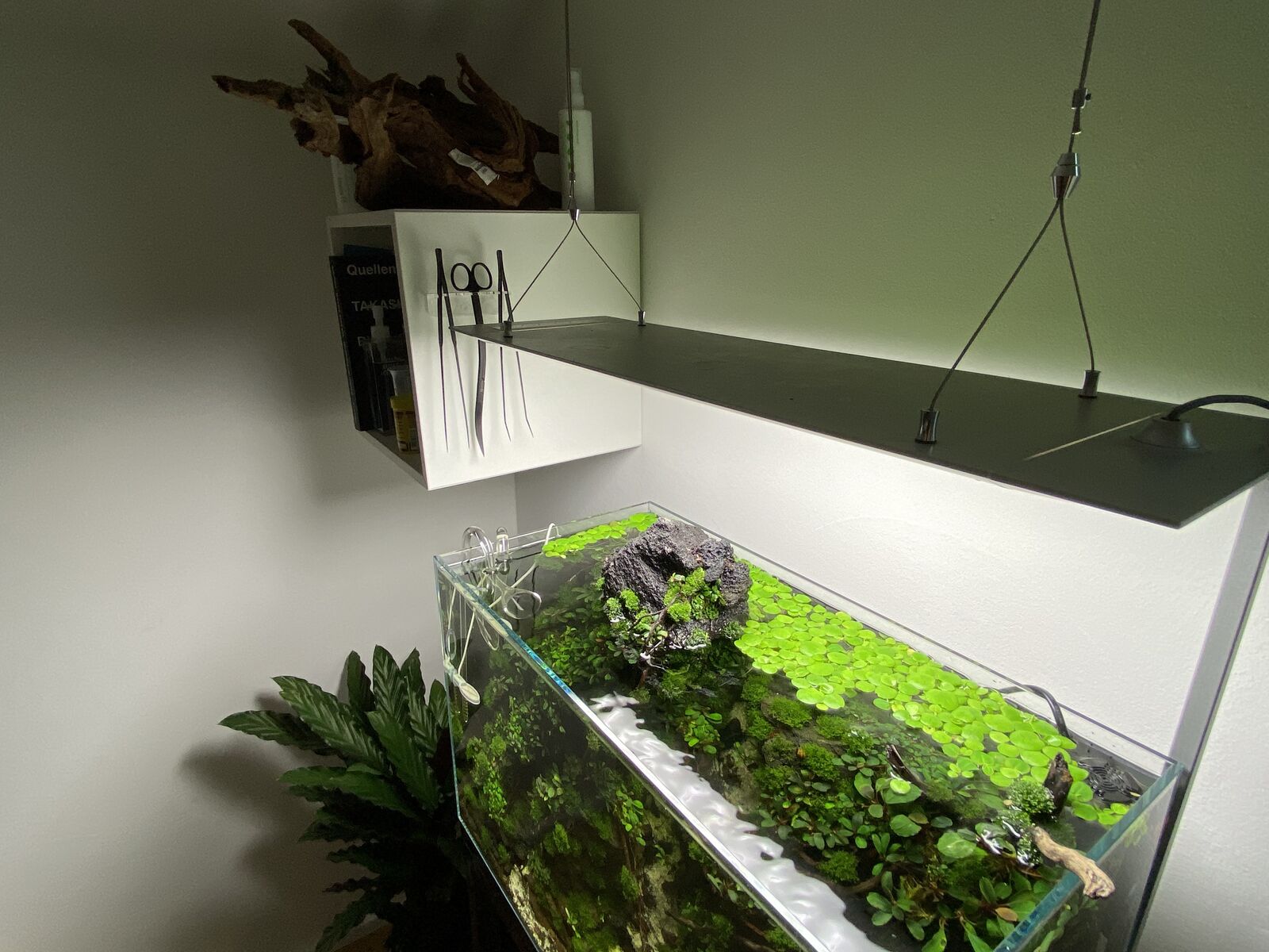 Bucephalandra-Layout