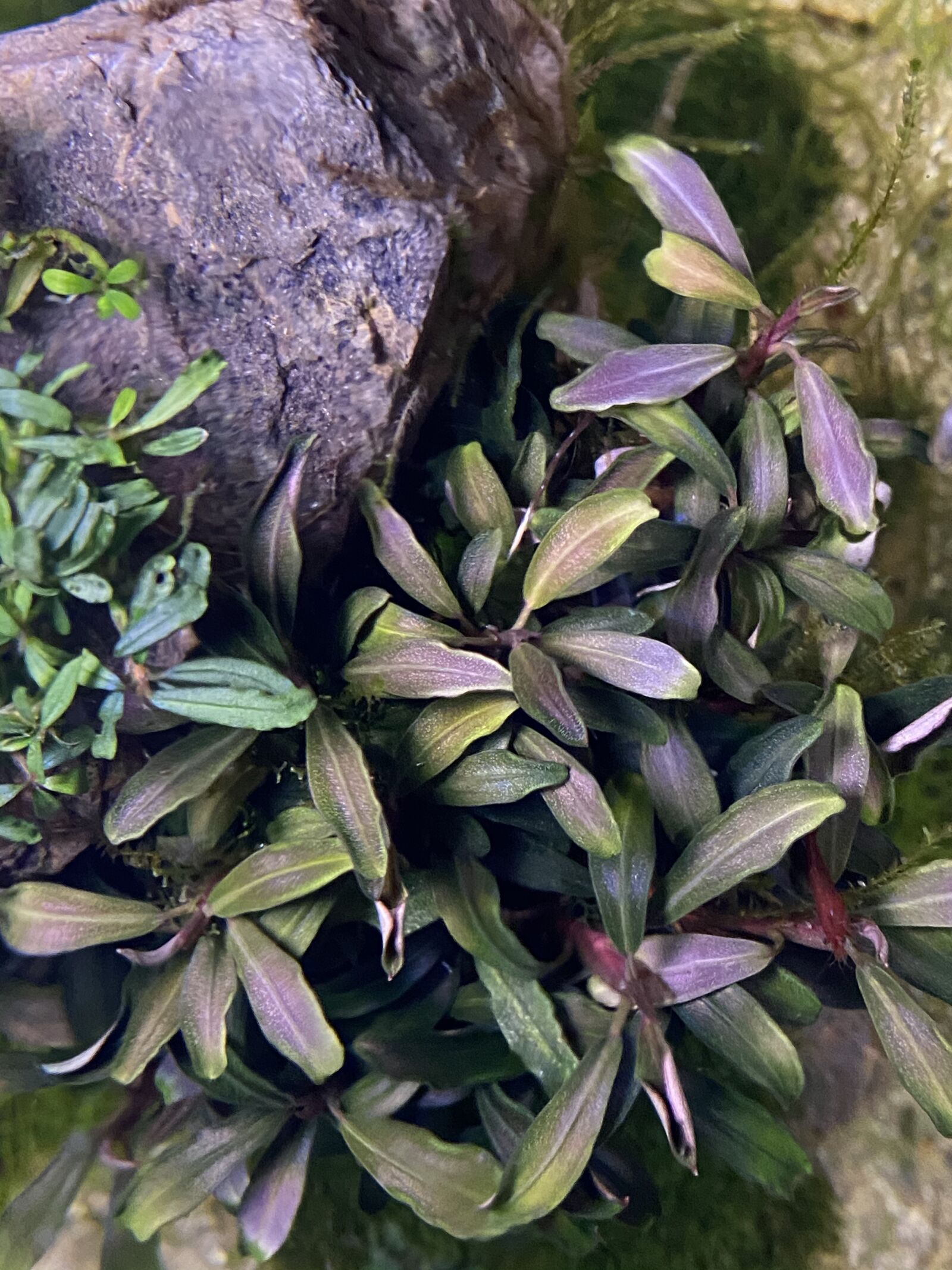 Bucephalandra-Wand