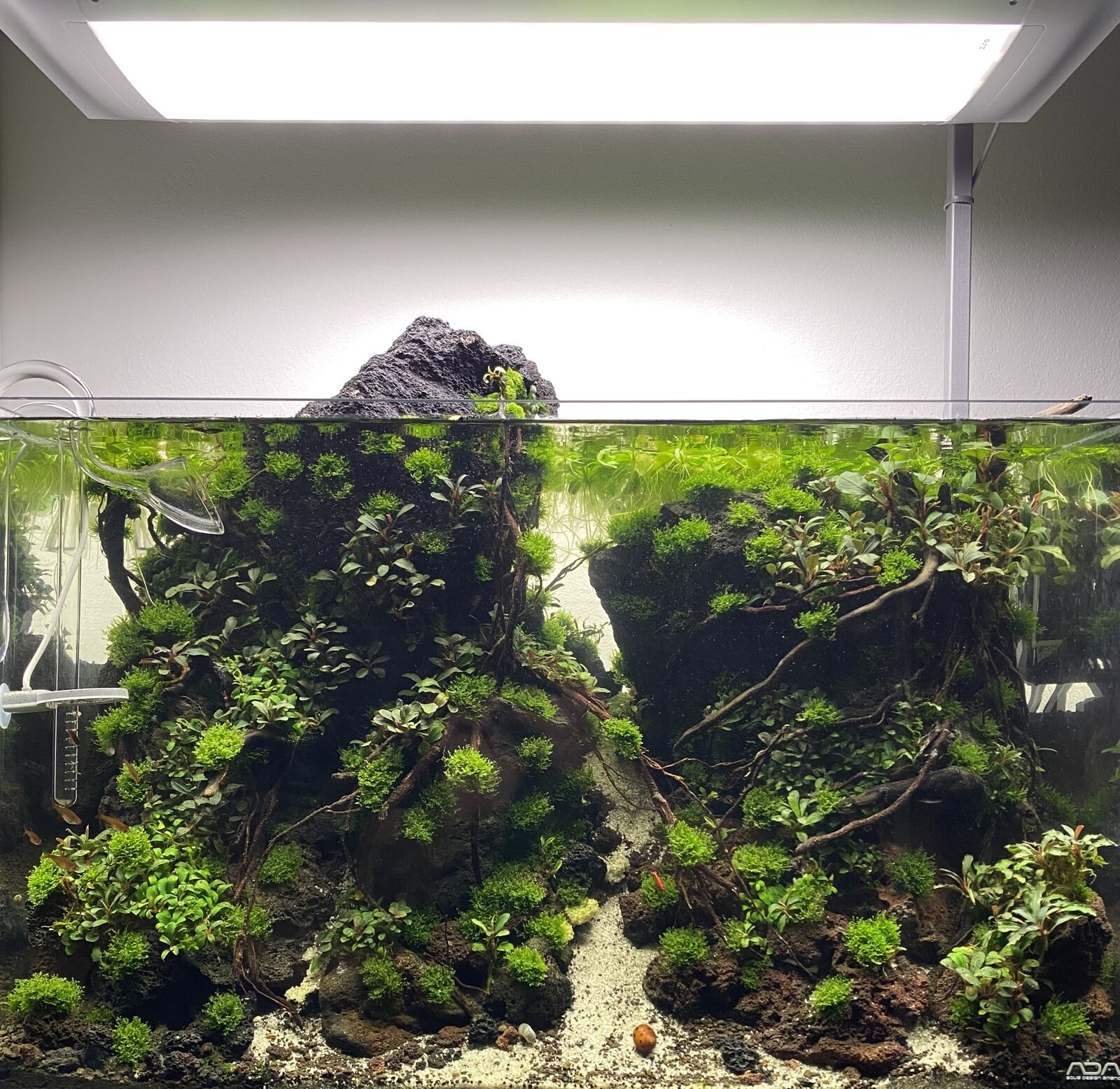 Iwagumi · 60 cm