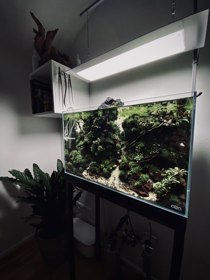 Bucephalandra Town