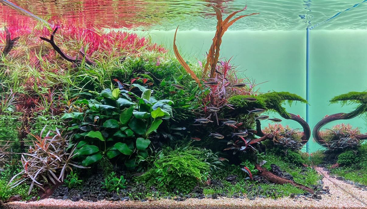 Natureaquarium im triangle style