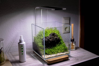 Mooskuppel im 20er Cube