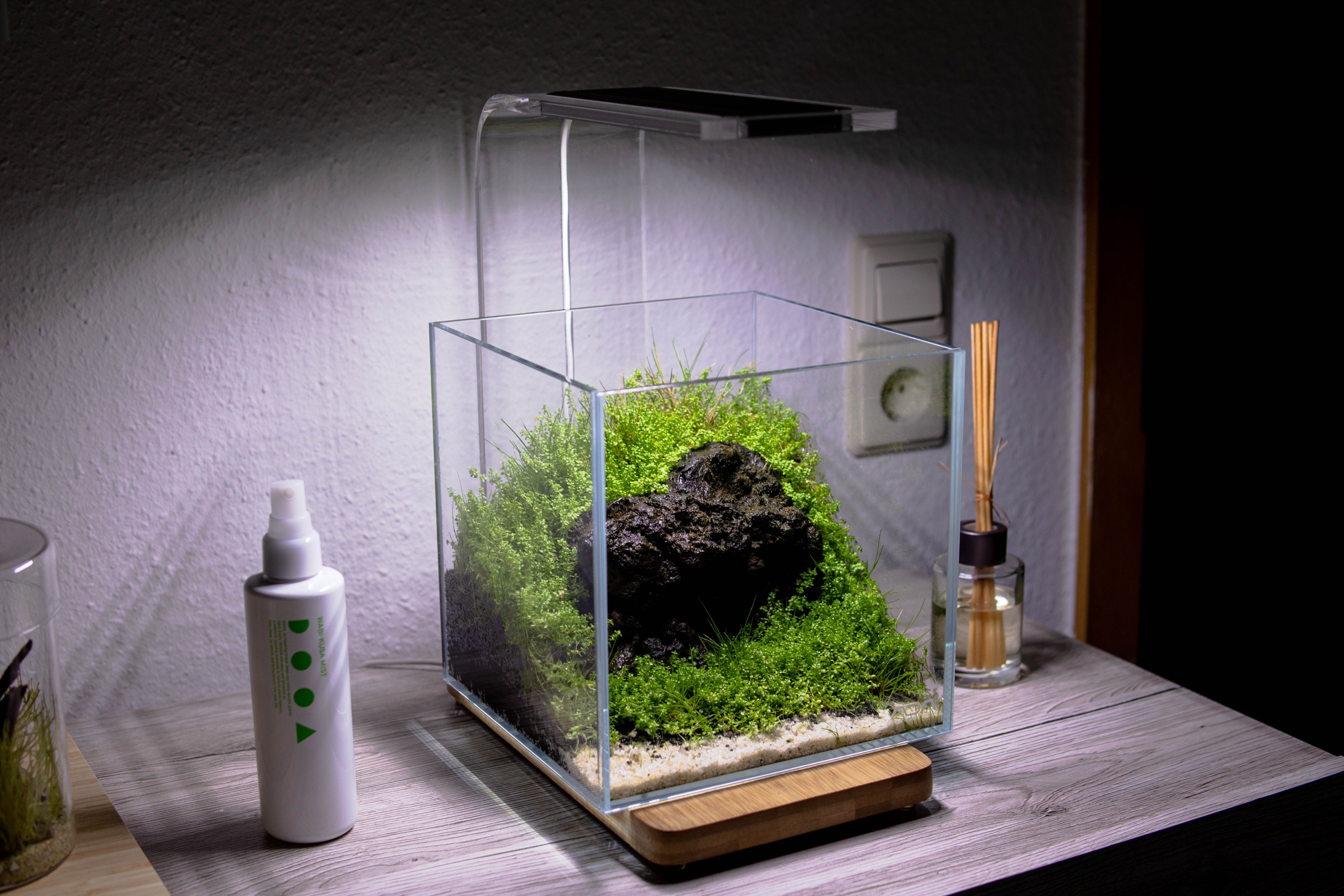 Mooskuppel im 20er Cube