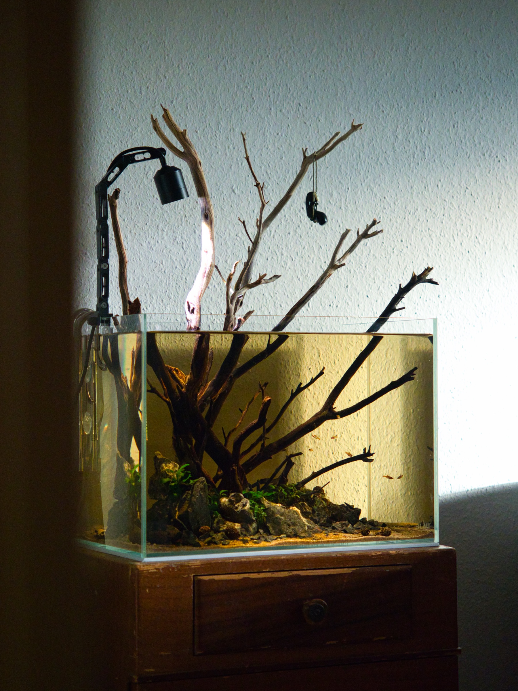 Verzweigtes Hardscape im BLAU 40er