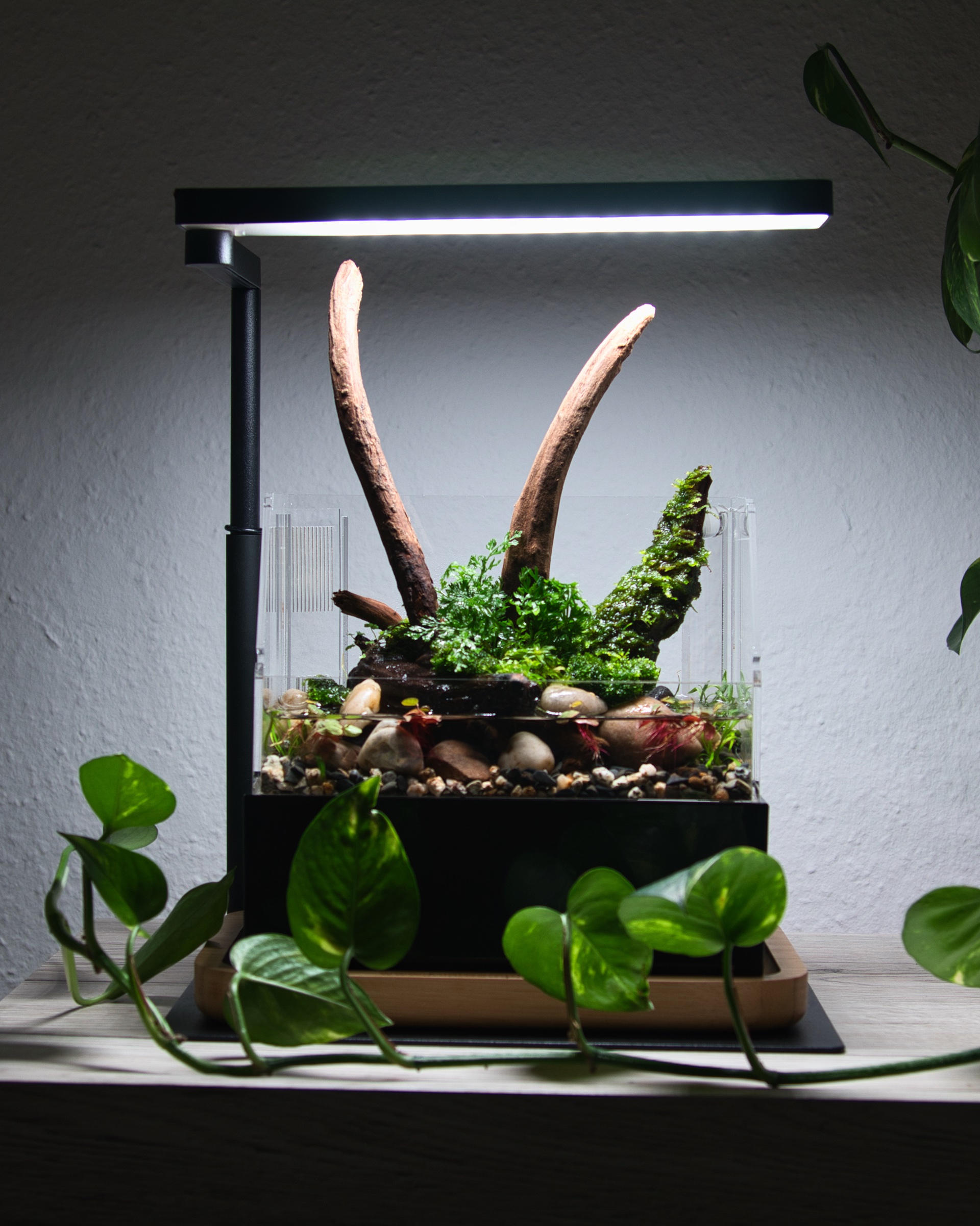 Paludarium im Mini Complete Tank