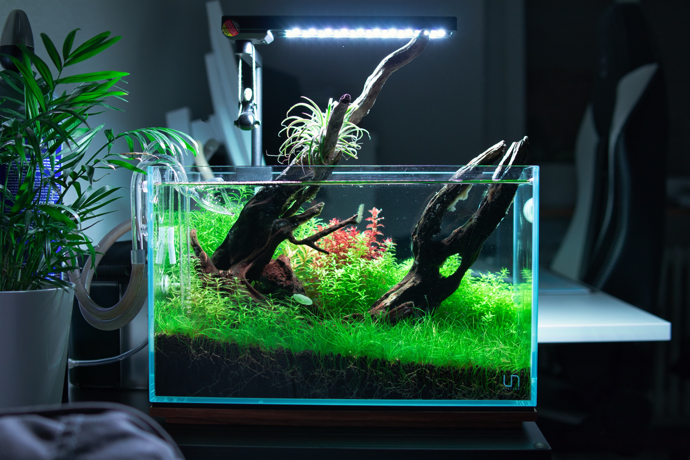 Rotala-Dickicht im UNS 5N