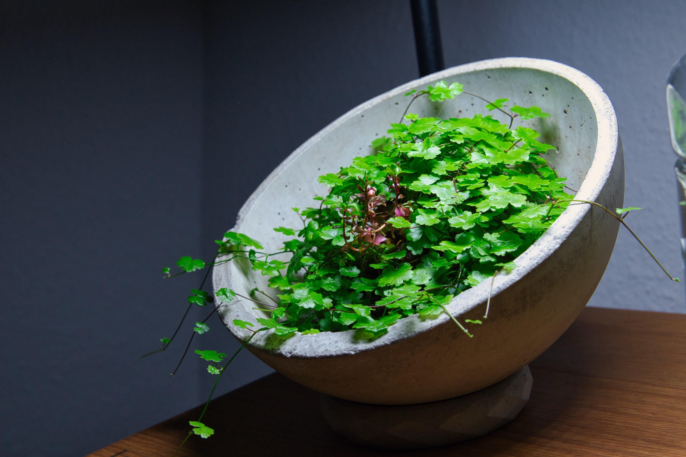 Wabi-Kusa in der Steinschale