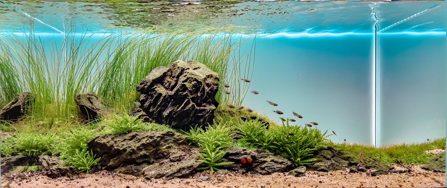 Natürlicher Teich mit Felsen und Schwarmfischen