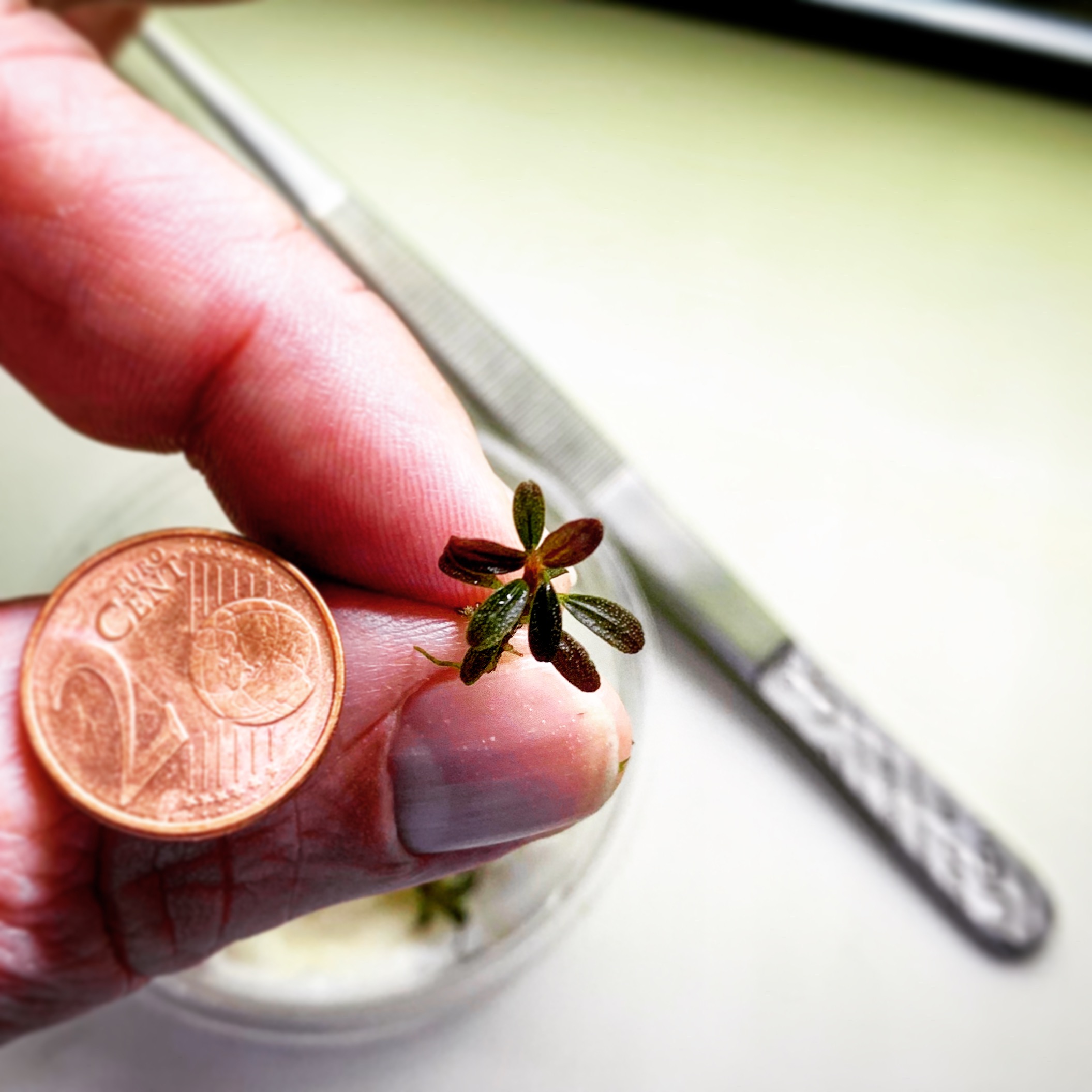 Miniatur-Blattwald aus dem Glas