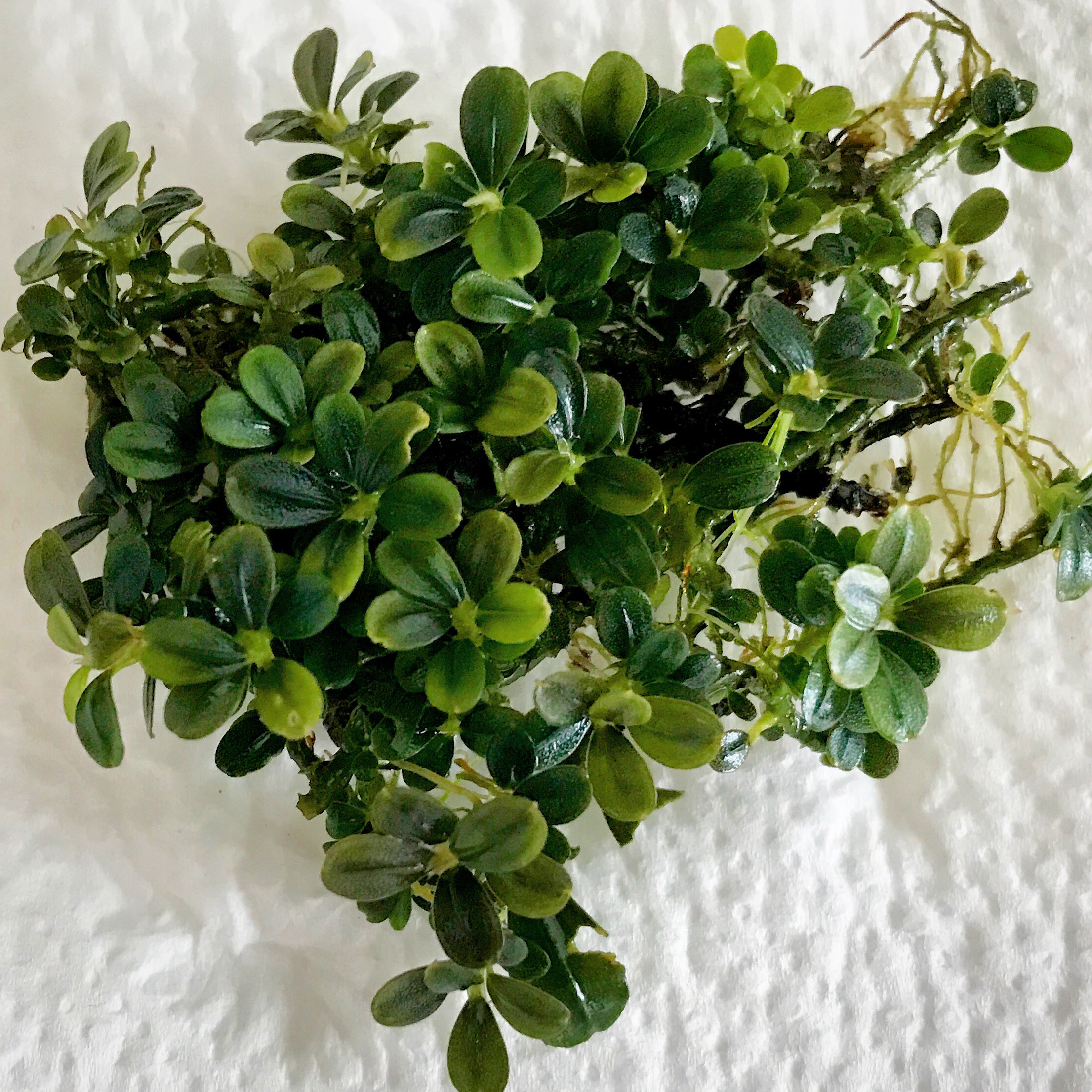 Dichte Bucephalandra-Wolke auf Wurzel
