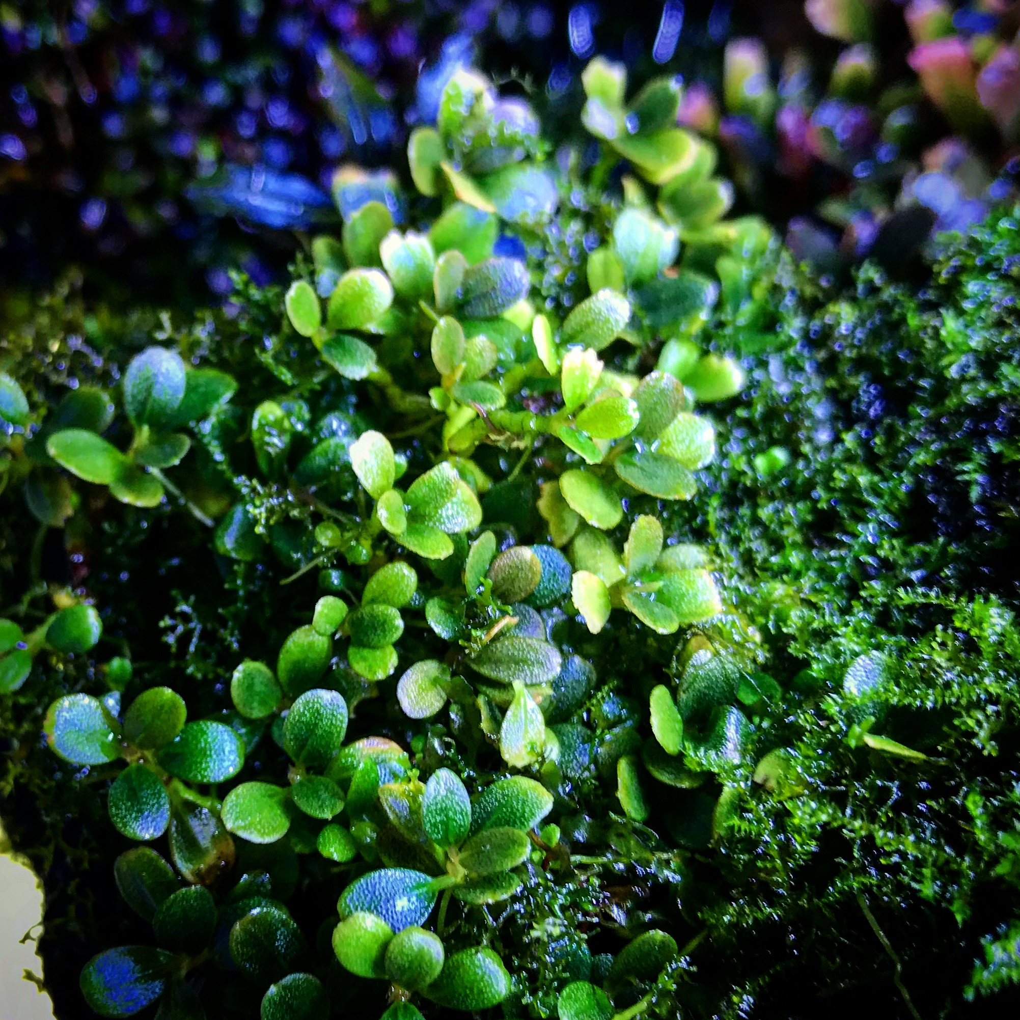 Glitzerndes Bucephalandra-Dickicht