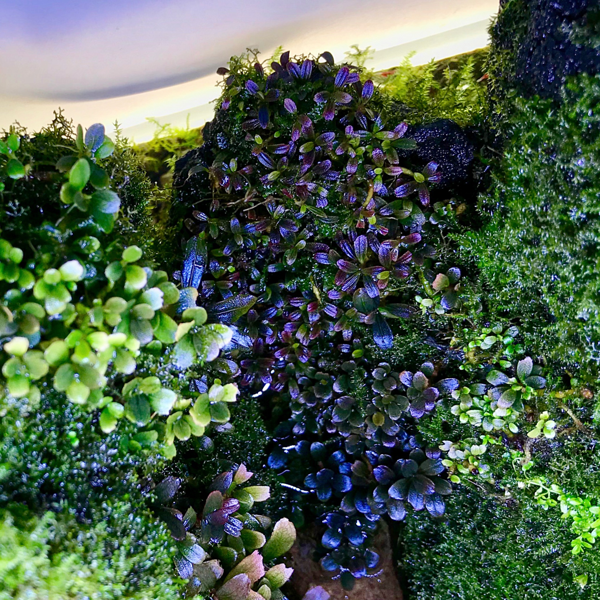 Dichter Bucephalandra-Wald mit Moos-Teppich