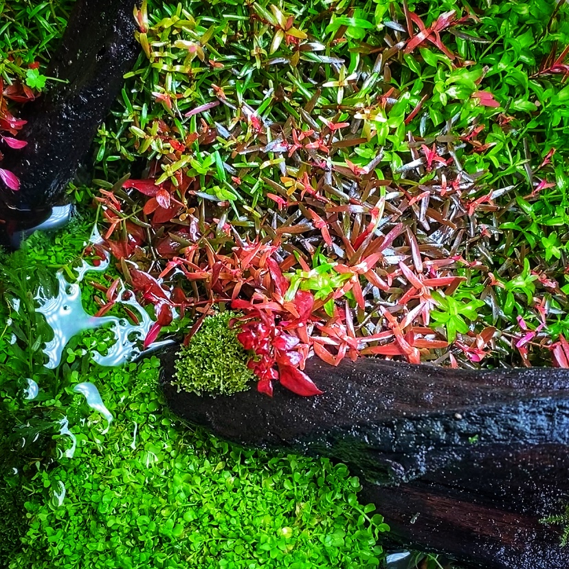 Feuer und Smaragd: Viviparus mit Rotala-Bewuchs