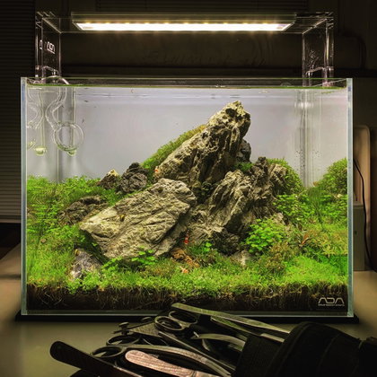 Dichte Felslandschaft mit Moos-Teppich
