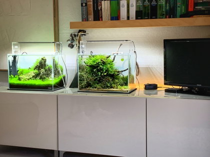 Dichte Waldlandschaft im Nano-Format