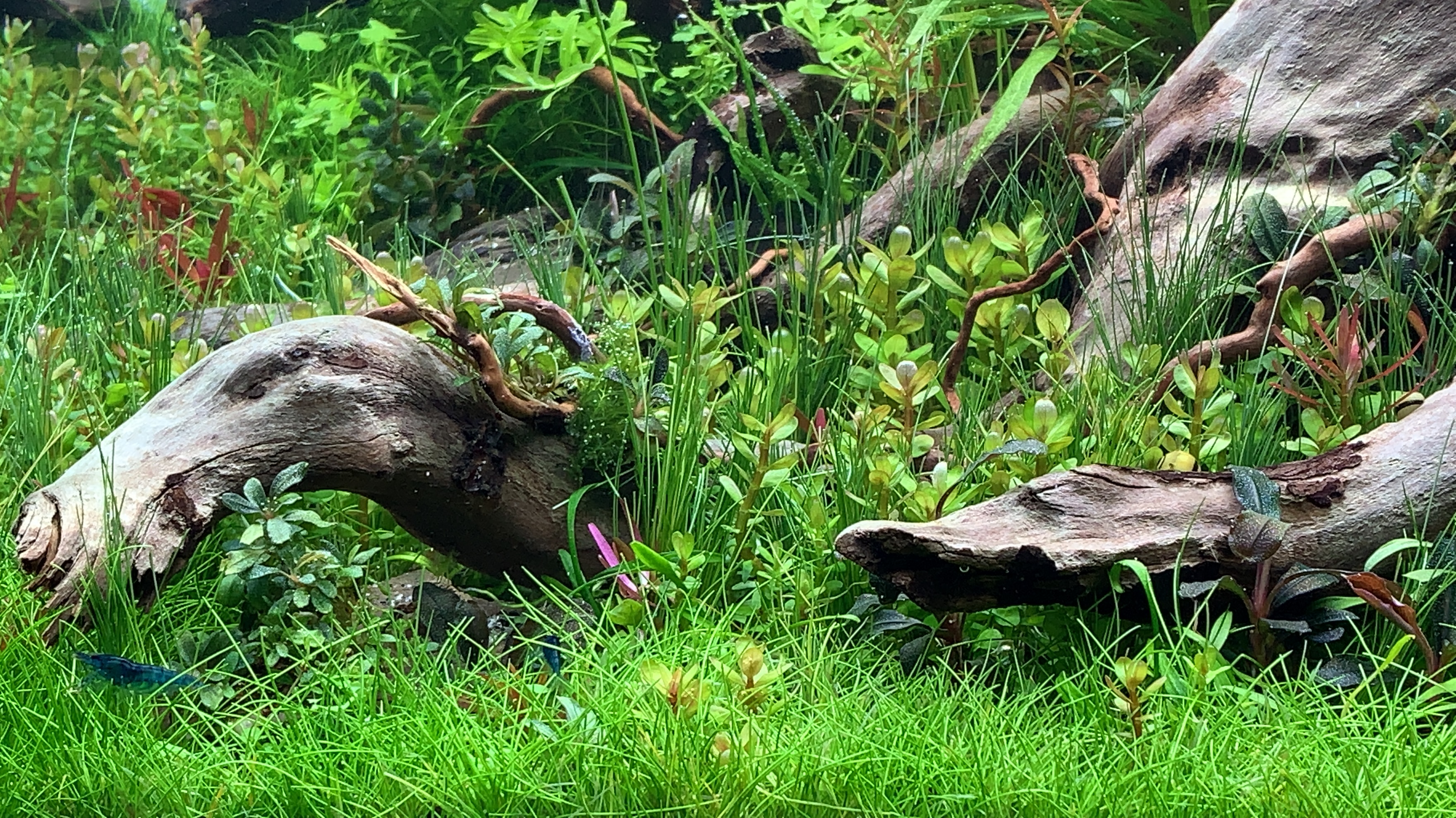 Verwurzelter Waldboden mit Moos-Teppich
