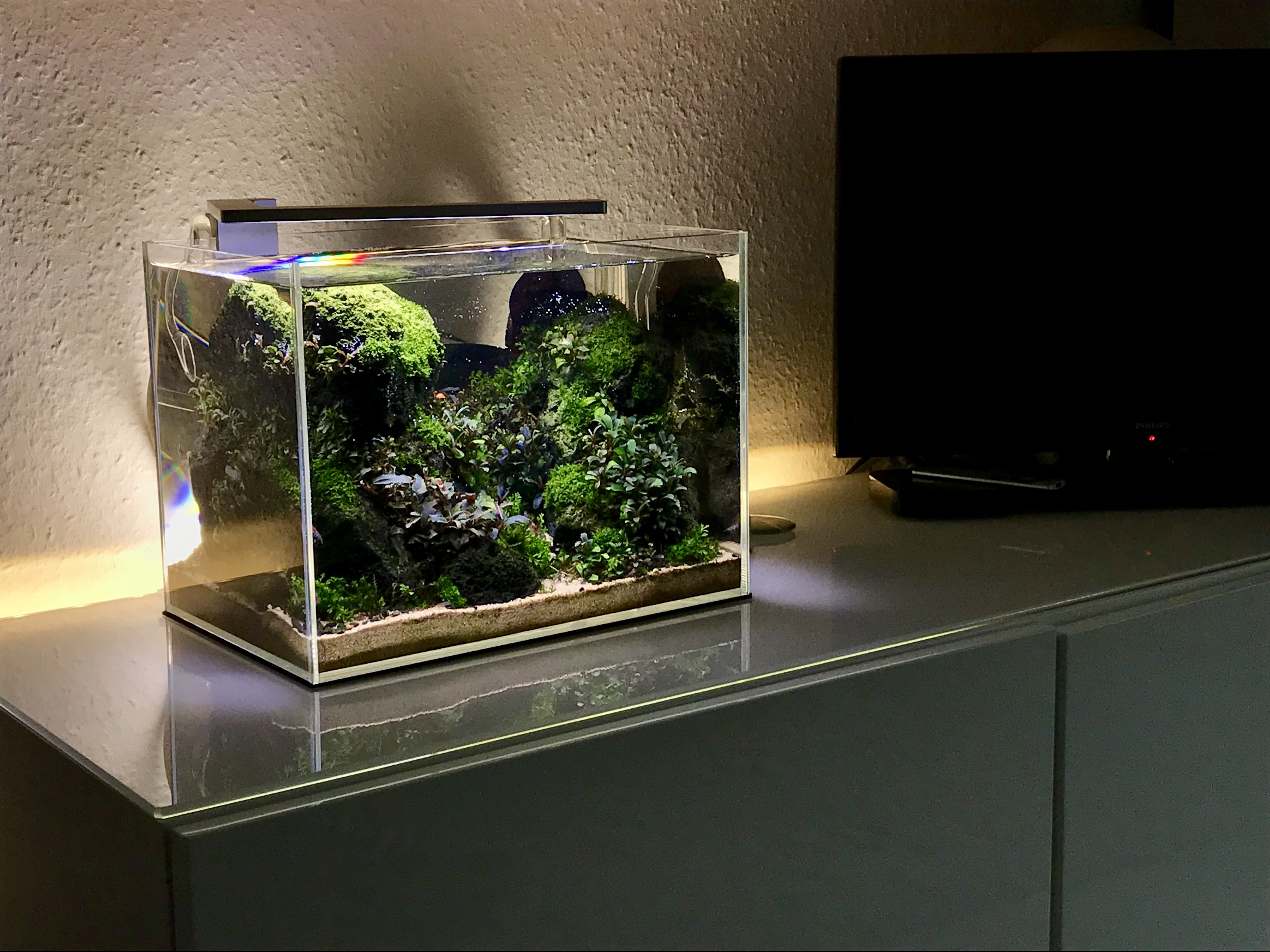 Dichter Waldrand im Miniaturformat