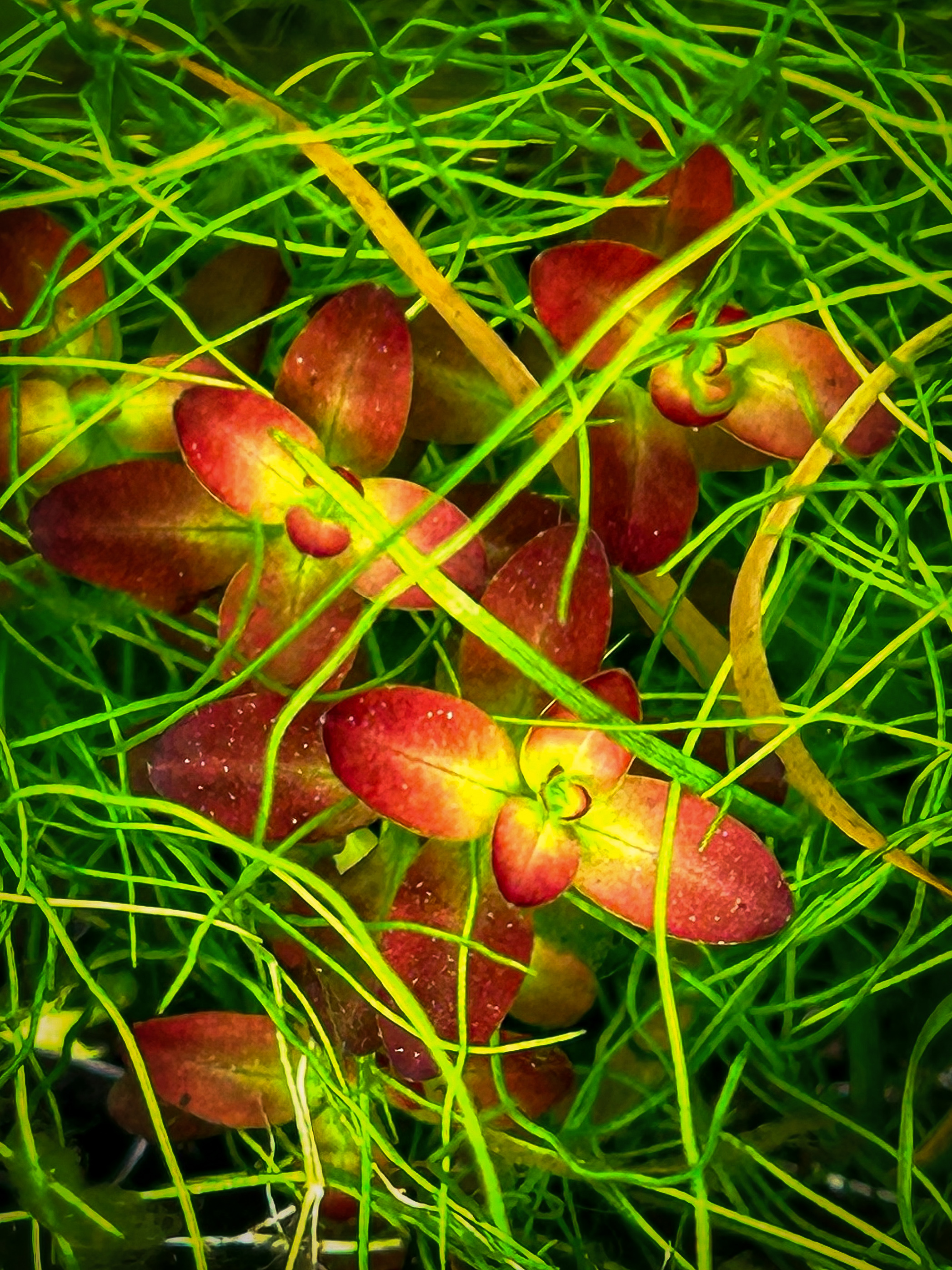 Rote Bucephalandra im Glasgras-Teppich