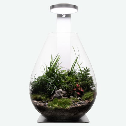 Miniaturwald im Glasbecken mit Moos und Felsen