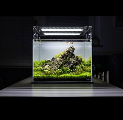 Dunkle Felsformation im Miniaturwald