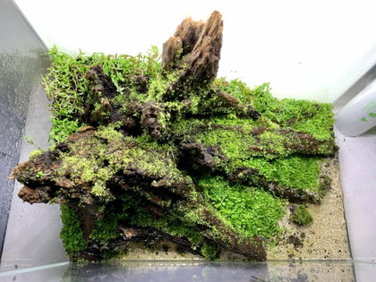 Moosbewachsene Wurzelruine im Miniaturwald