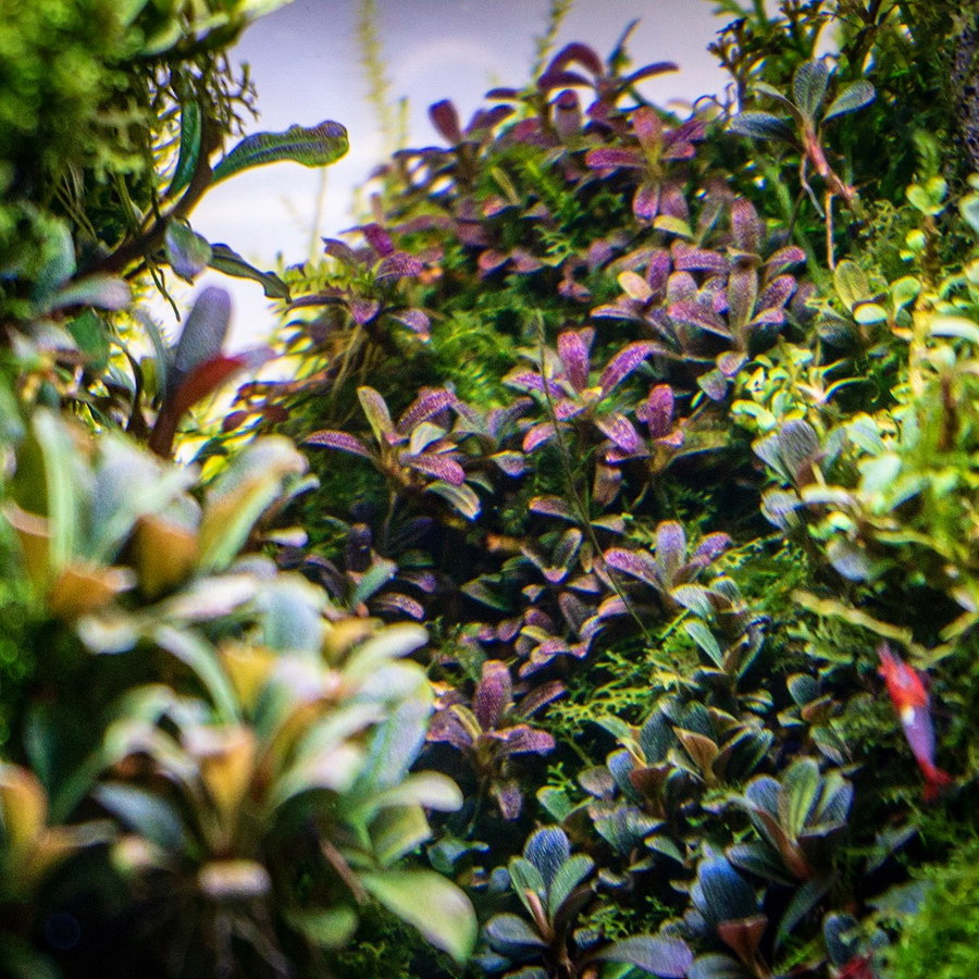 Lichtdurchfluteter Bucephalandra-Himmel