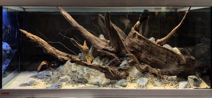 Verwurzelter Urwald mit Driftwood-Krone