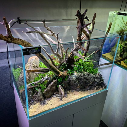 Verwurzelter Waldhügel mit Moos und Driftwood
