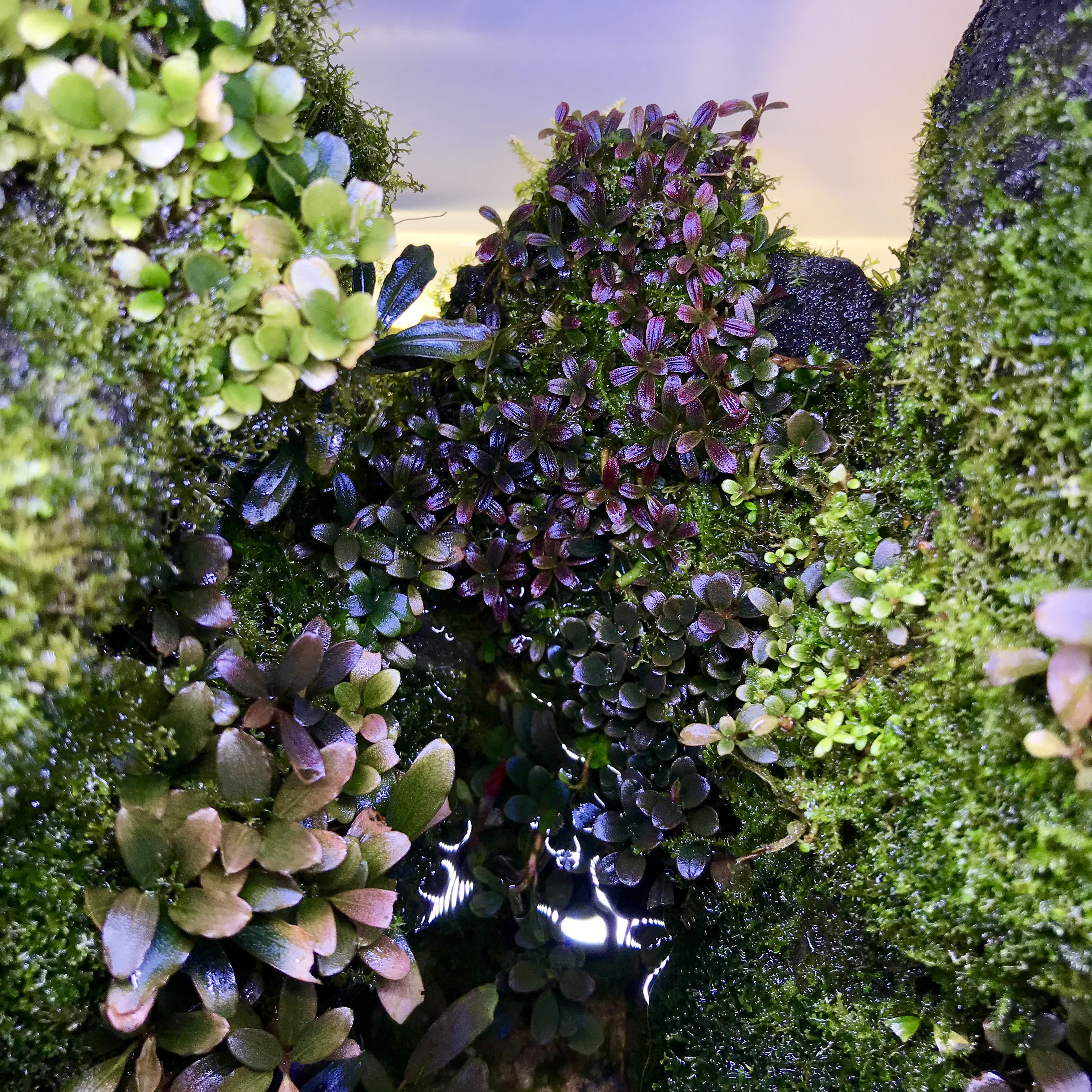 Moosbewachsene Wurzel mit Bucephalandra-Pracht