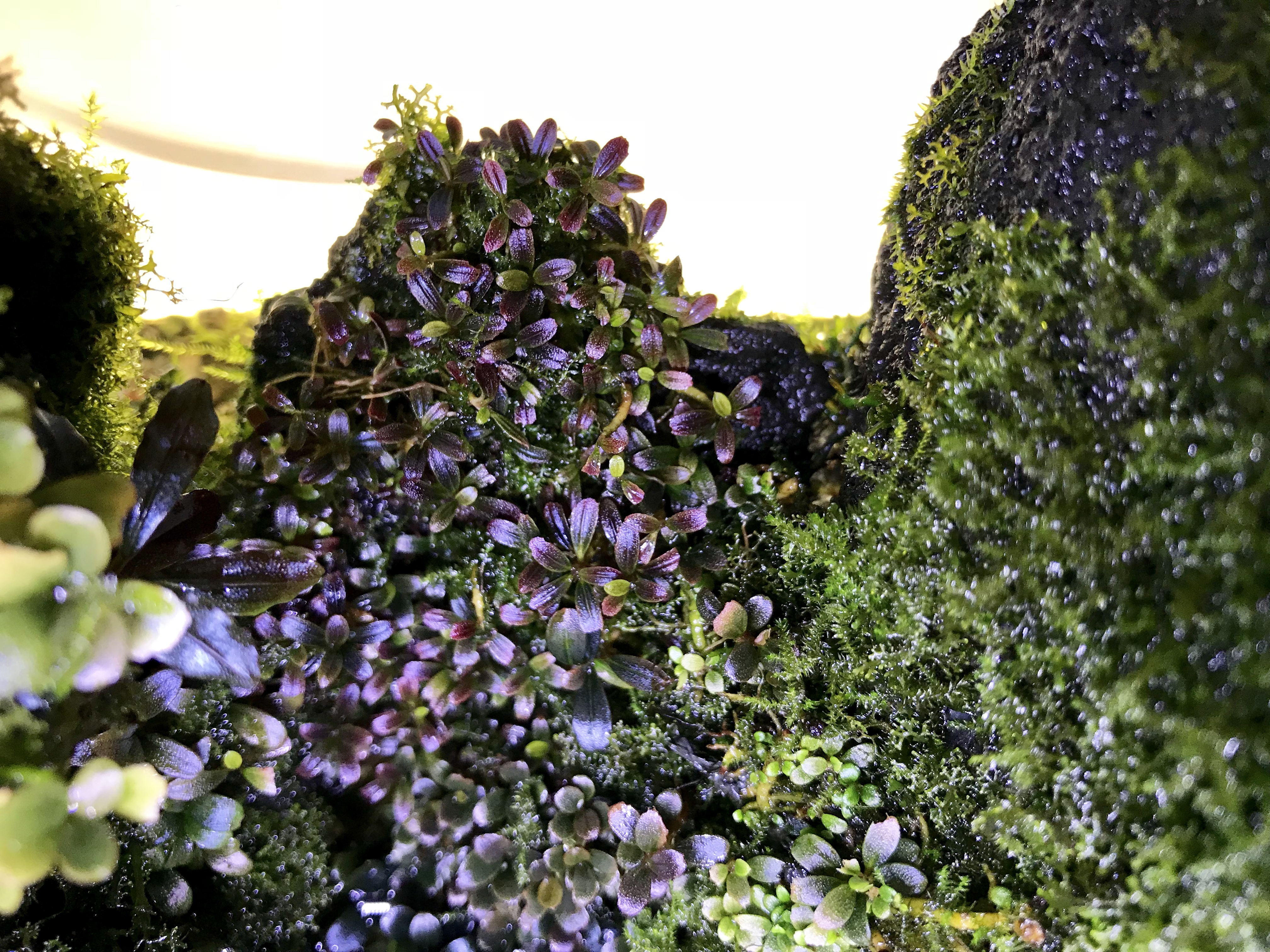 Moosige Bucephalandra-Waldlandschaft