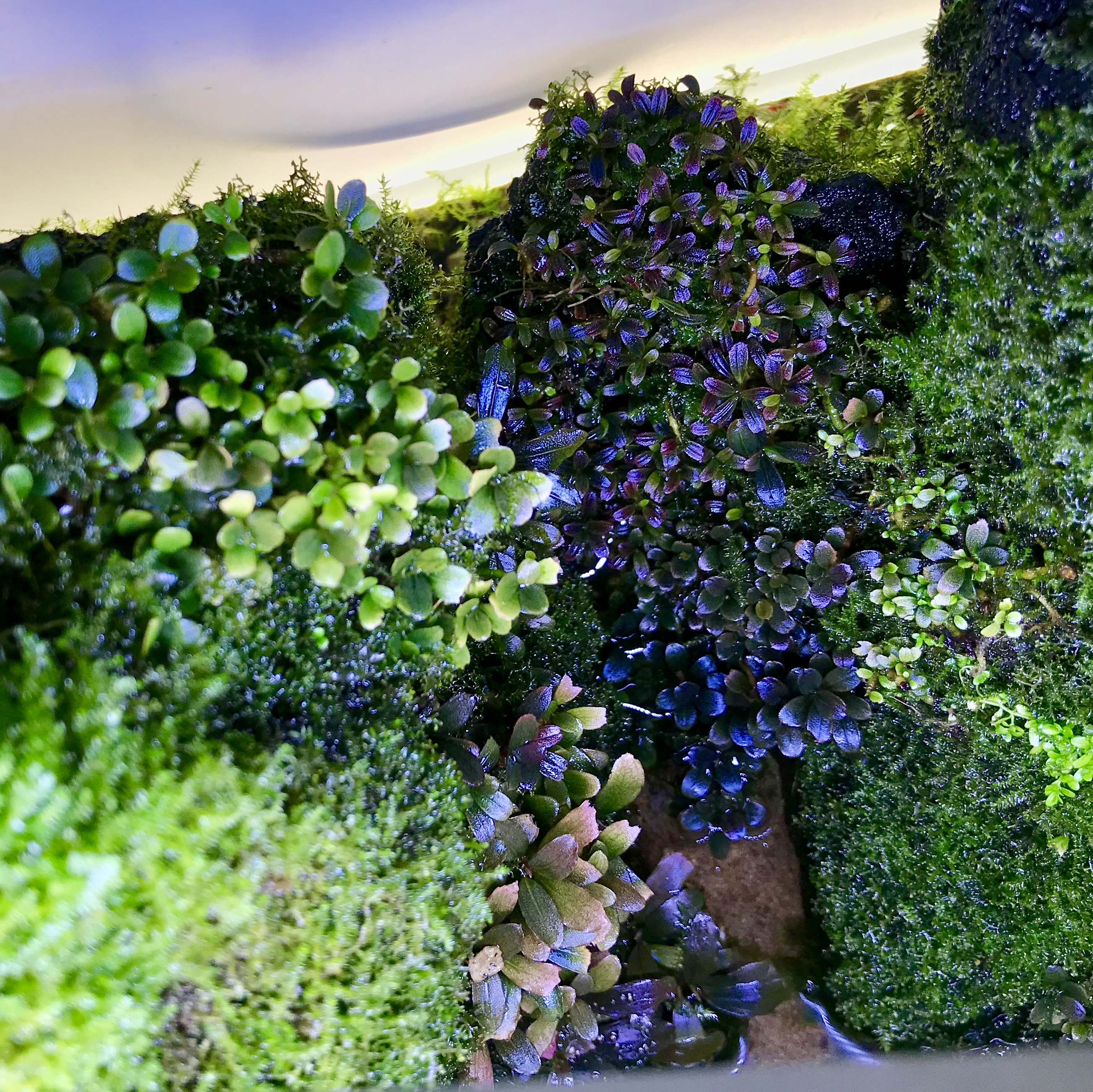 Dichter Bucephalandra-Wald auf Moospolster