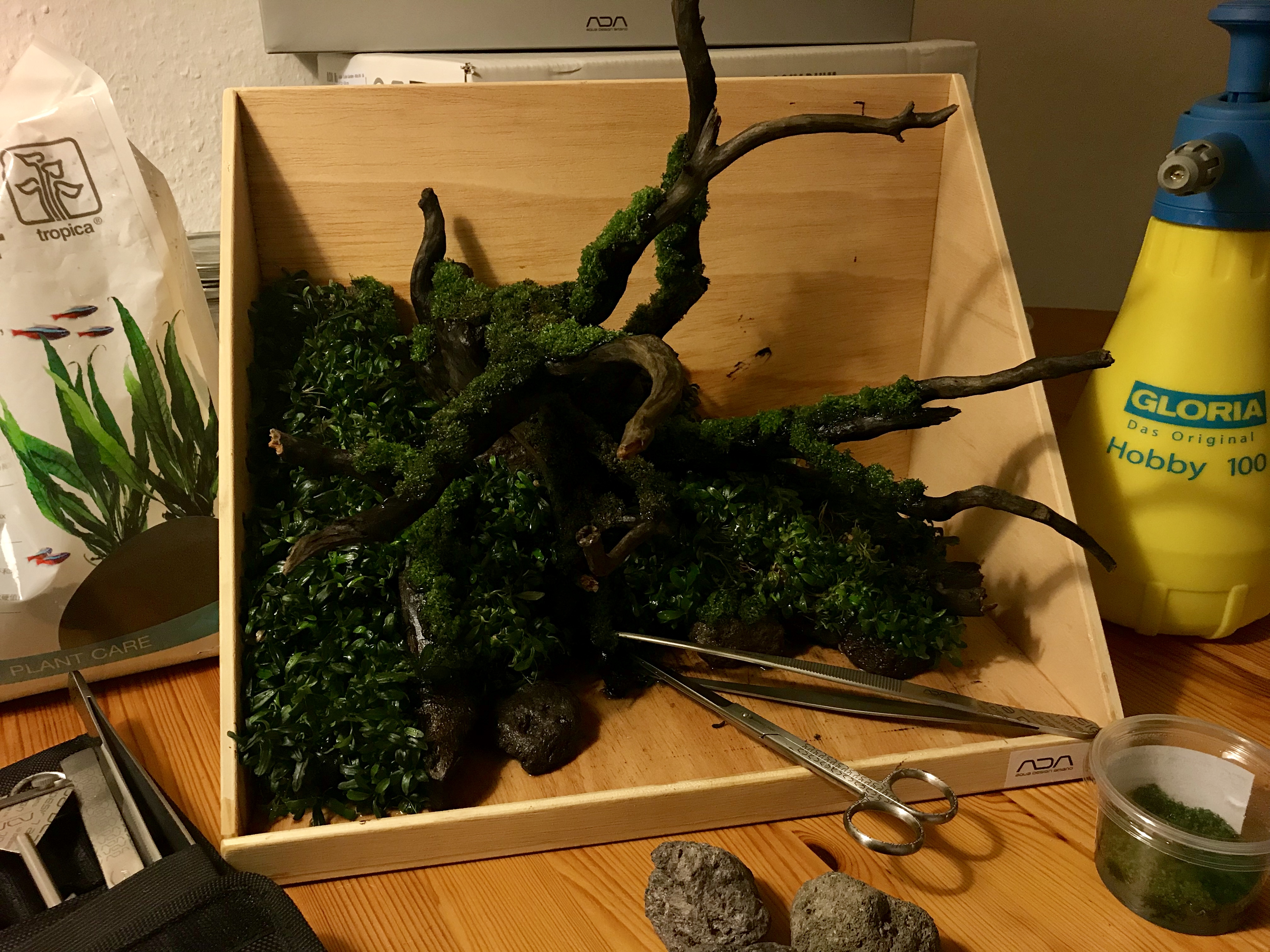 Moosbewuchs an alten Ästen im Holzbecken