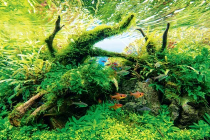 ADA - Nature Aquarium - Der Leitfaden 60