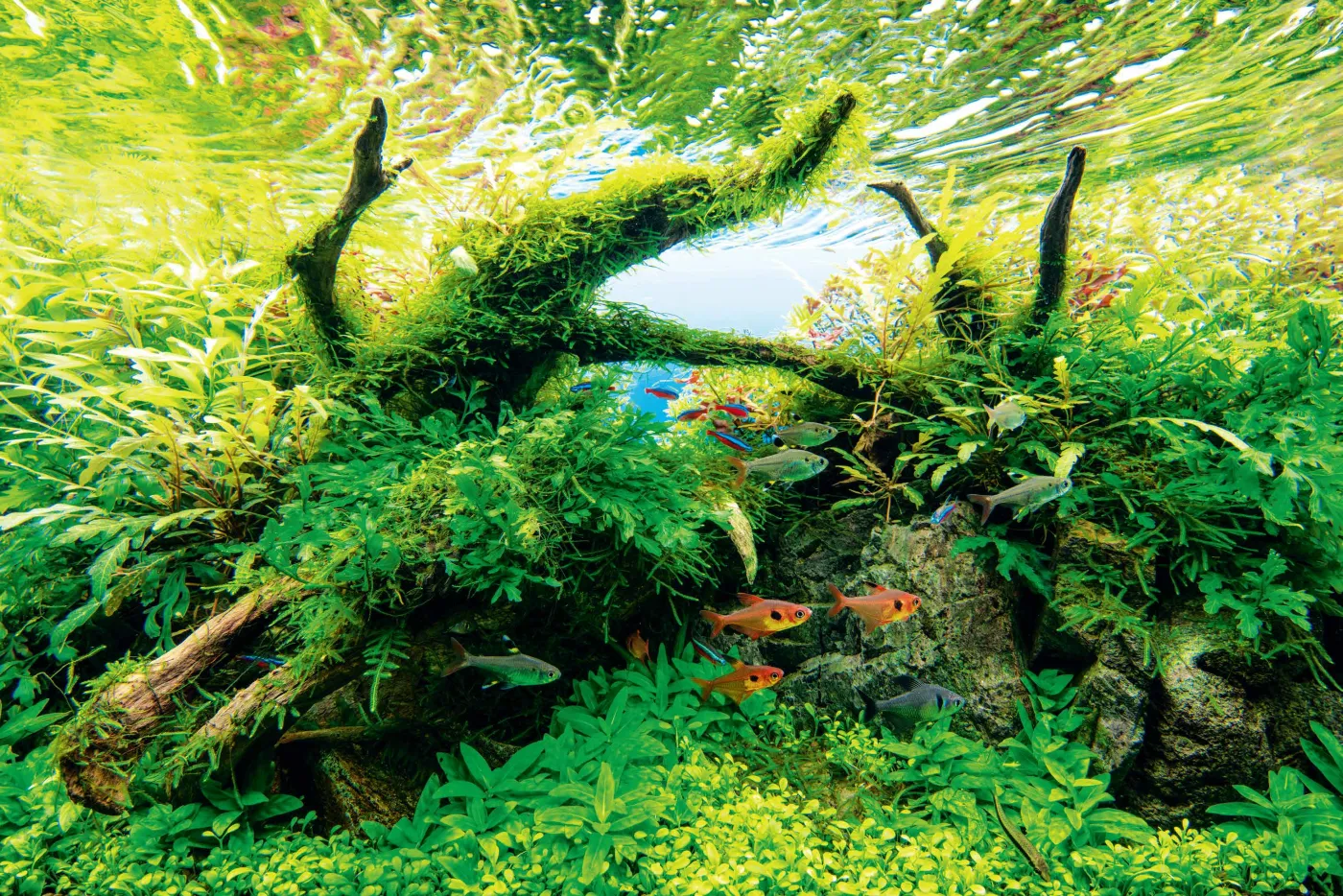 Nature Aquarium - Der Leitfaden 60