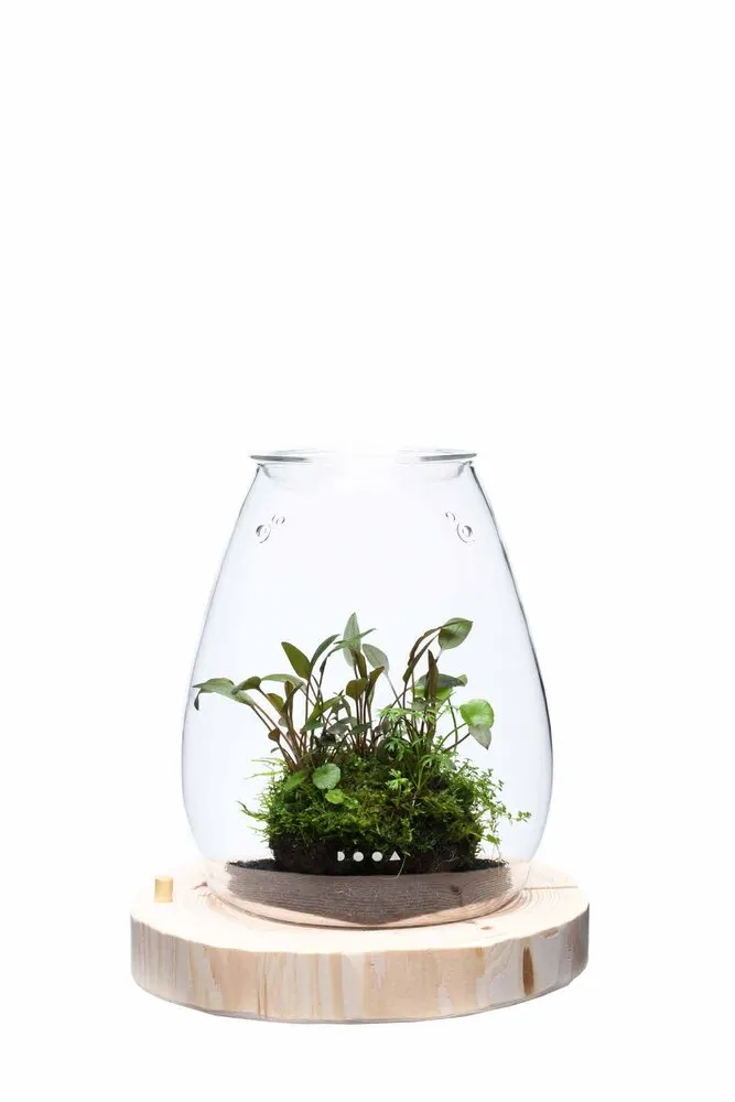 DOOA Essential Oil