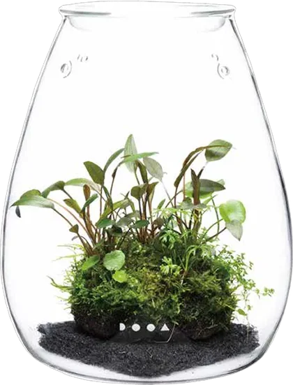 DOOA Glass Pot SHIZUKU