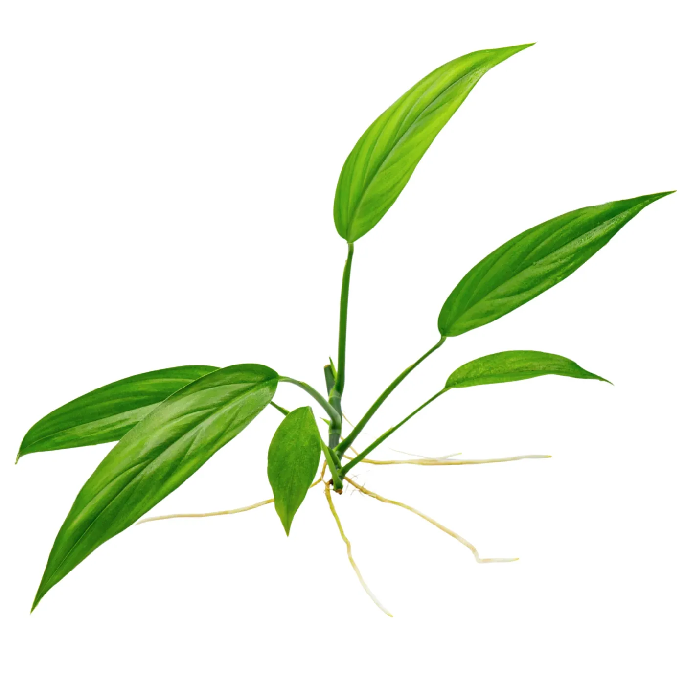 Philodendron Papua Neuguinea