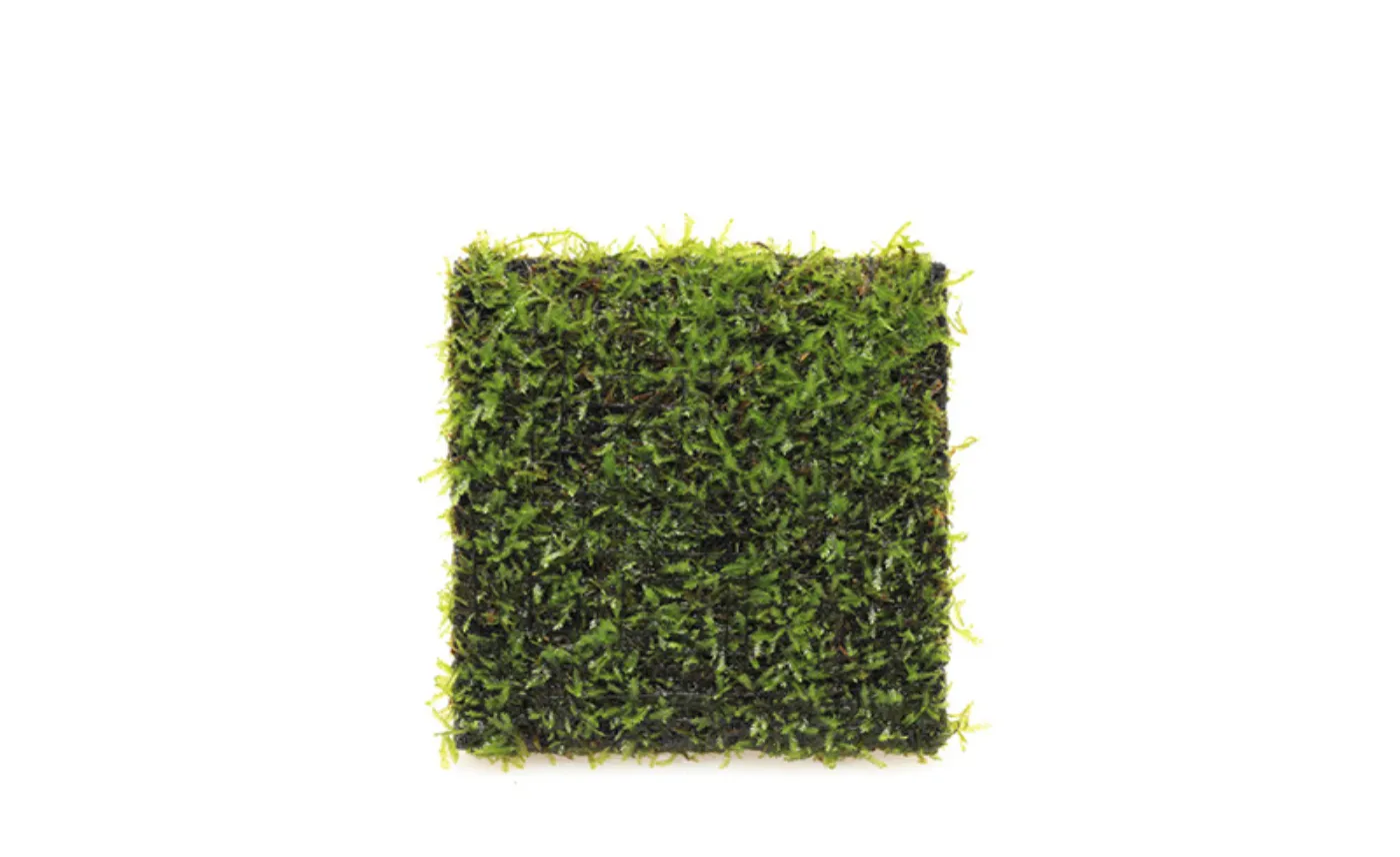 Taxiphillum sp. 'Peacock moss' auf Wabi Kusa Matte