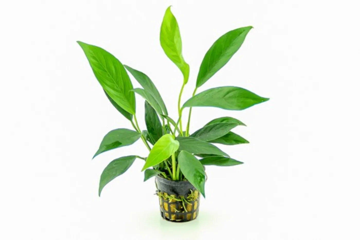 Anubias barteri var. Glabra