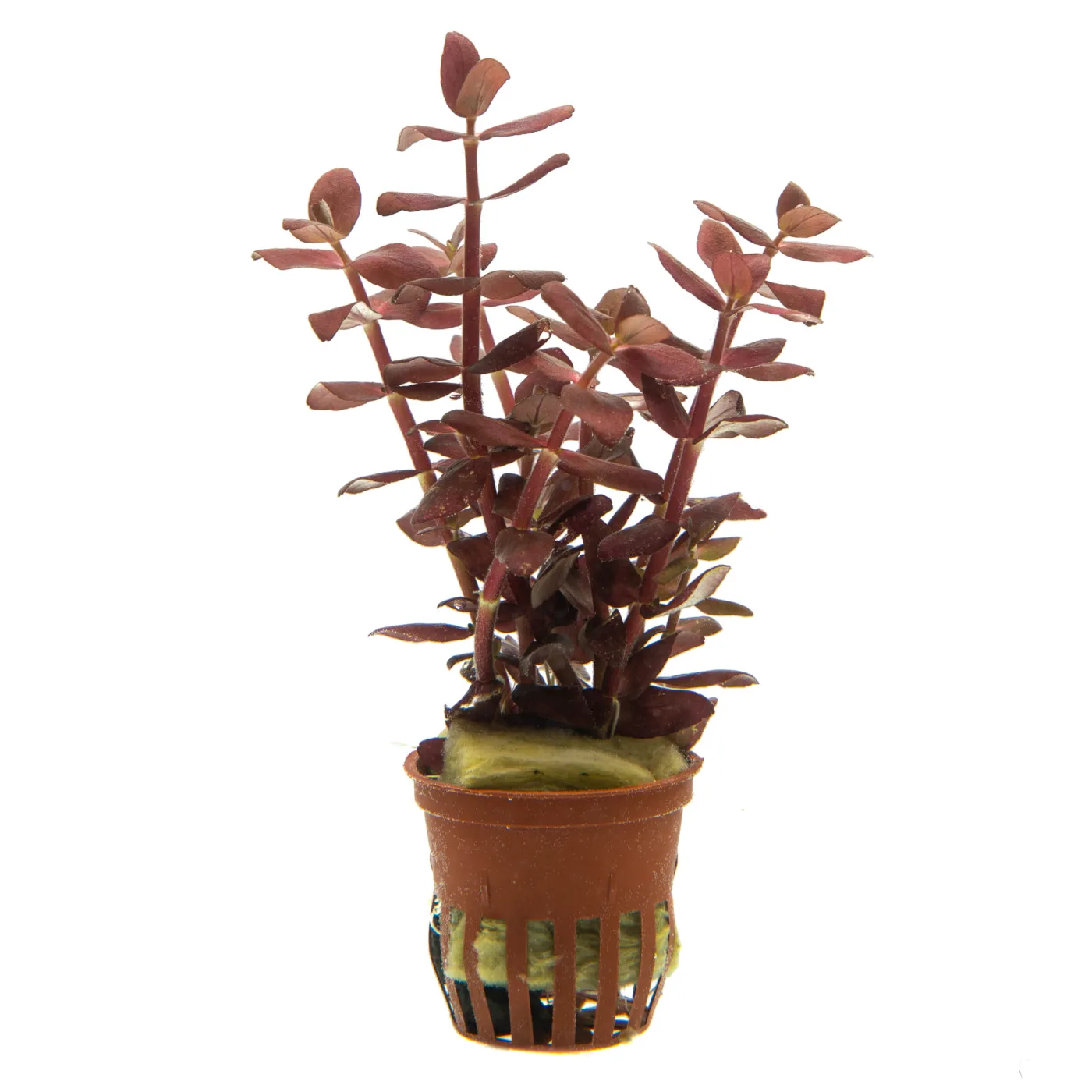 Bacopa Salzmannii "purple"