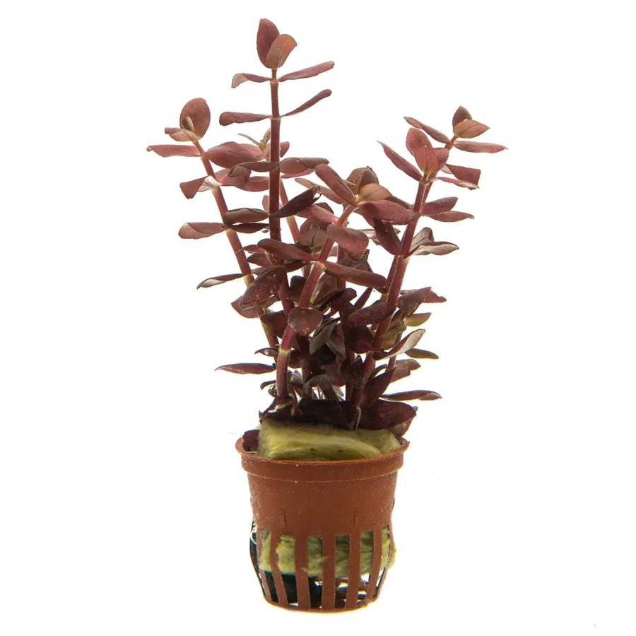 Bacopa Salzmannii "purple"