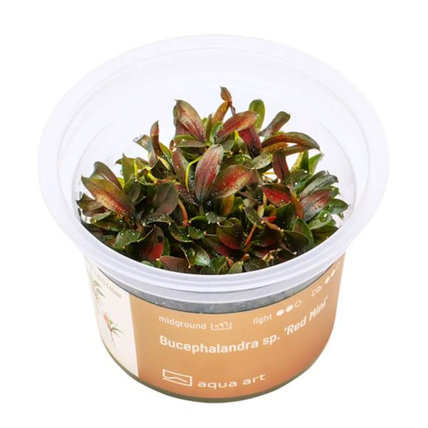 Bucephalandra sp. "Red Mini"