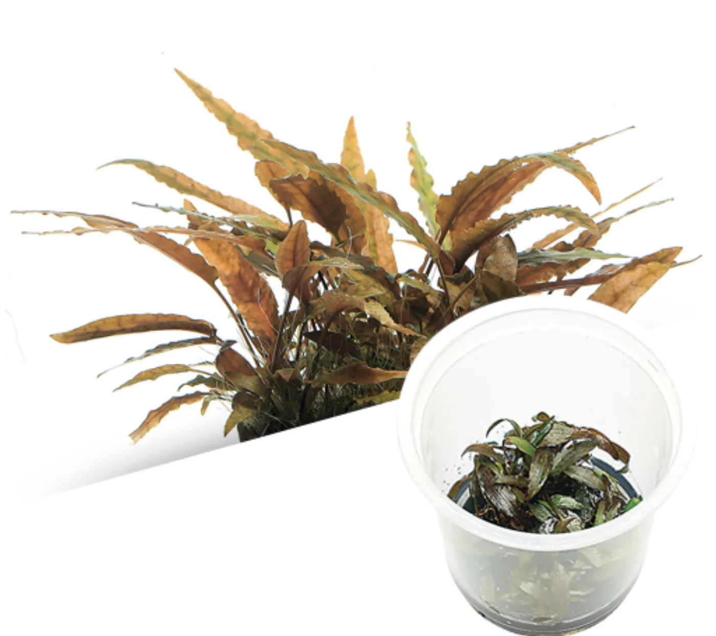 Cryptocoryne axelrodi