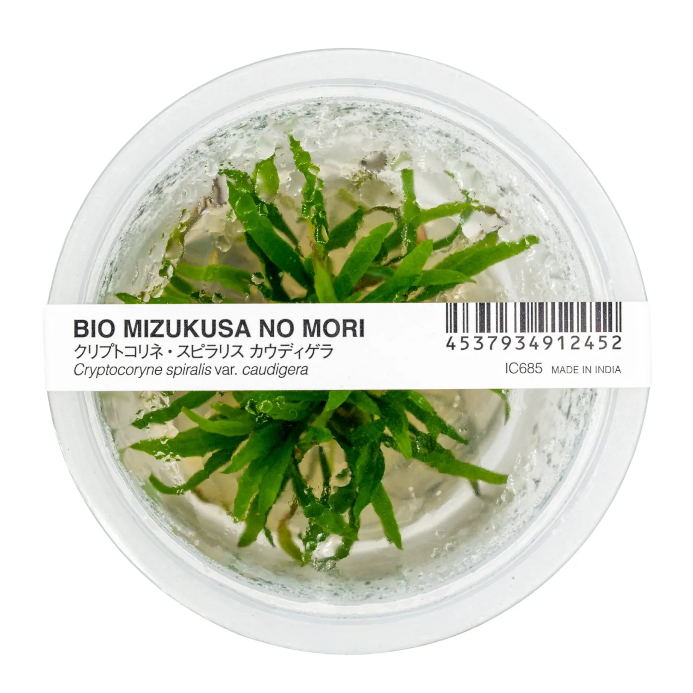 Cryptocoryne spiralis var. caudigera