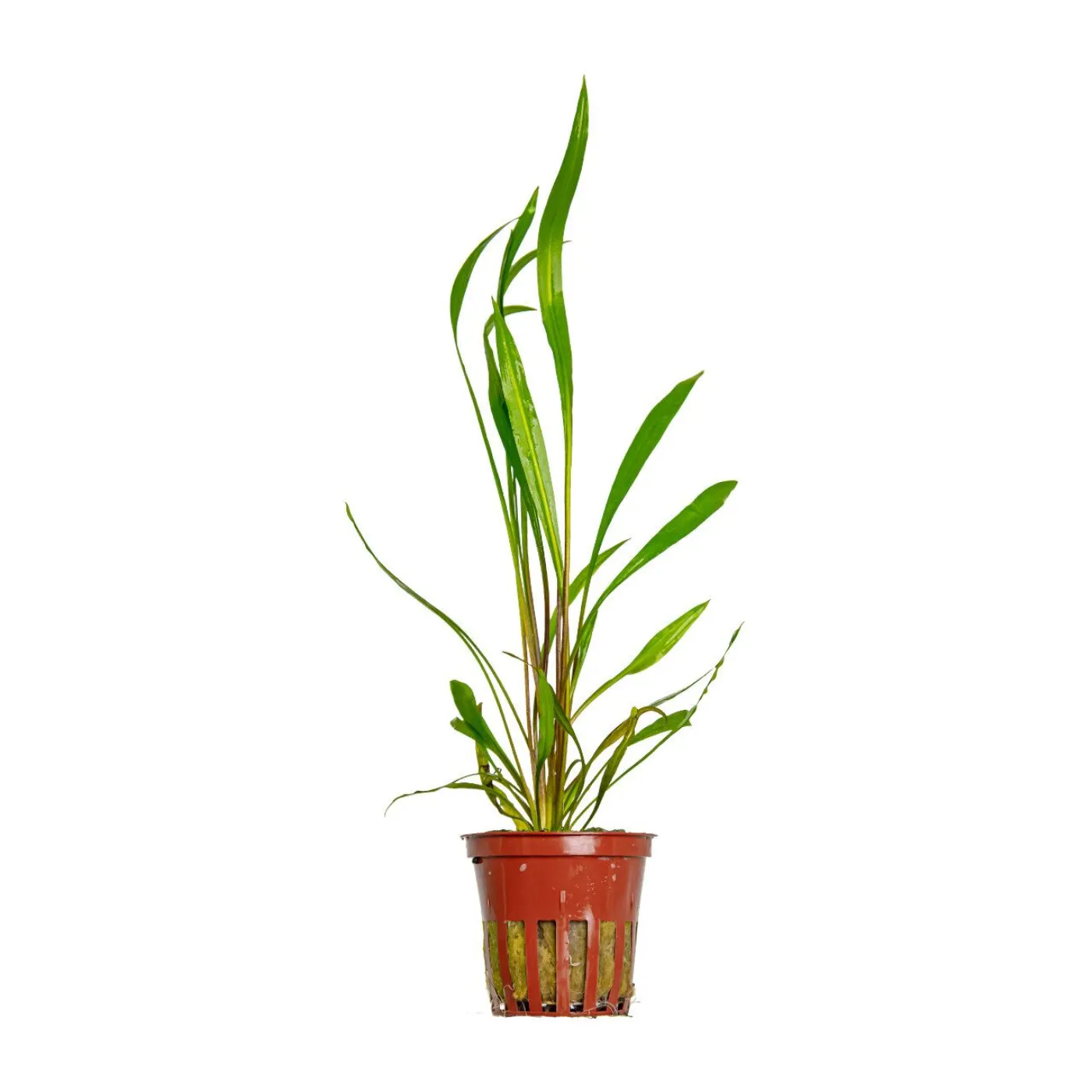 Cryptocoryne spiralis Red - Roter Spiralwasserkelch - Tropica 105 - To