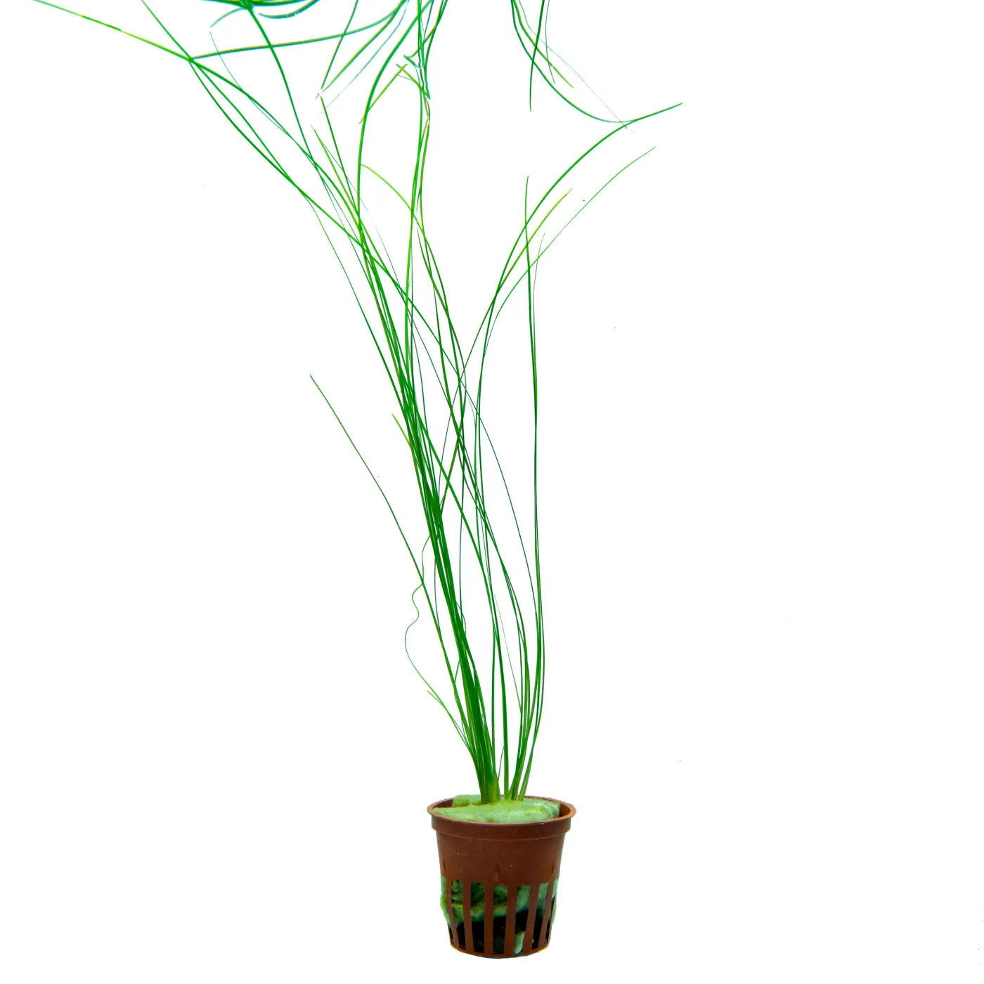 Eriocaulon breviscapum " Feather Duster"