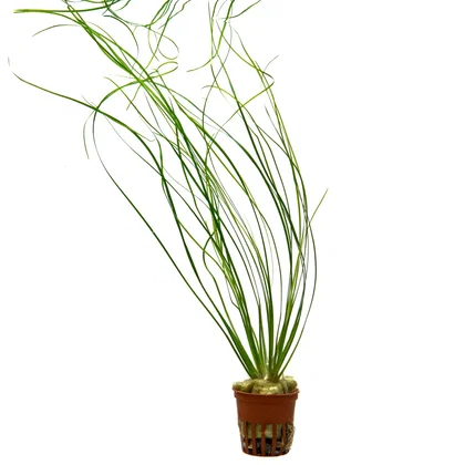 Eriocaulon sp. "Japan Needle Leaf"