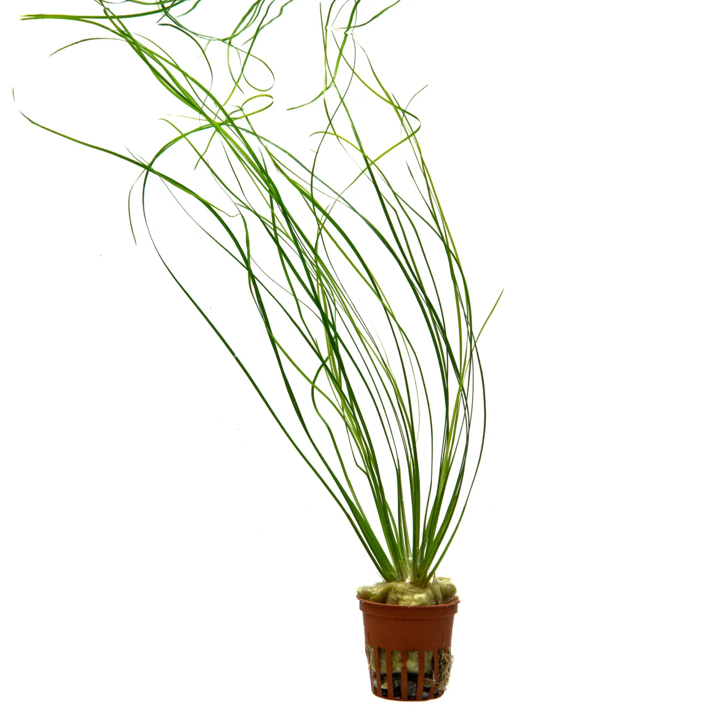 Eriocaulon sp. "Japan Needle Leaf"