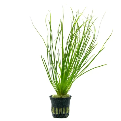 Eriocaulon sp. "Malayattoor"